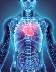3d illustration of heart, medical concept.