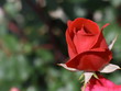 Red rose isolated with green background.