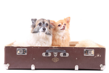 two chihuahua dogs in the suitcase