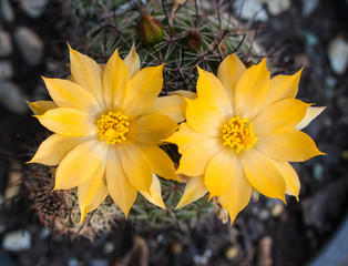 Wall Mural - Cactus flowers 