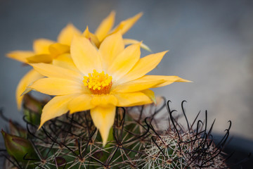 Wall Mural - Cactus flowers 