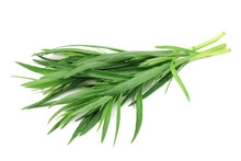Green Shoots Of Tarragon On White Background
