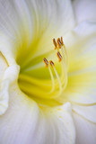 Closeup of a beautiful white yellow lilly