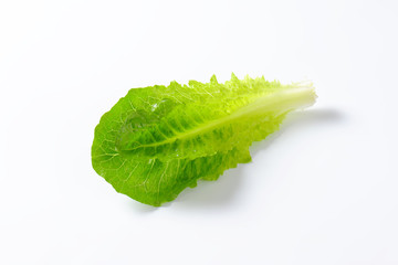 Canvas Print - romaine lettuce leaves