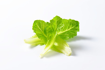 Poster - romaine lettuce leaves