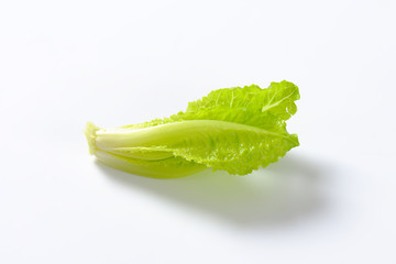 Poster - romaine lettuce heart