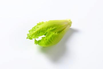 Canvas Print - Romaine lettuce heart