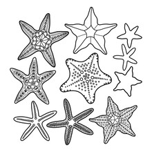 Graphic Starfish Collection