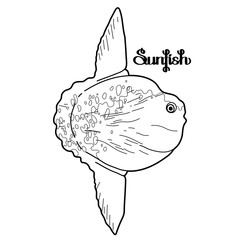 Graphic vector sunfish