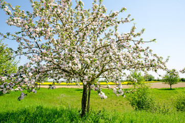 Fotomurales - Grußkarte: Schönheit im Frühling: Zarte, rosa Apfelblüten :)