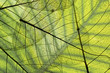 © Vera Kuttelvaserova - a leaf texture close up