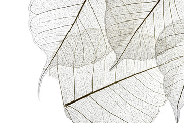 Wall Mural - a leaf texture close up