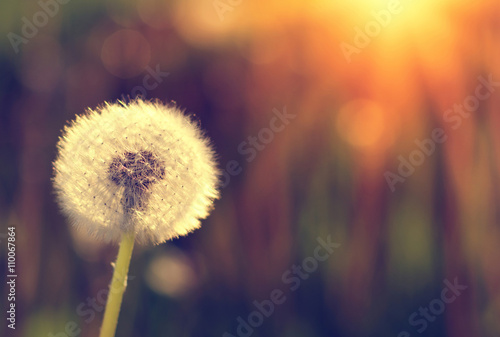Dandelions in the sun