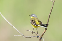 Wagtail On A Branch