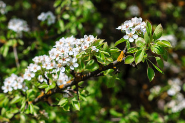 Flowering pear tree in early spring with blue sky in the backgro