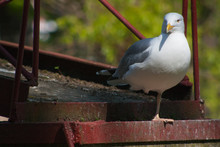 Frivolous Gull (Larus Cachinnans)