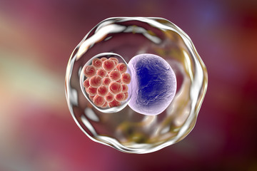 Wall Mural - Chlamydia inclusion in human cell. 3D illustration showing group of chlamydial elementary bodies (red) near the nucleus (violet) of the cell