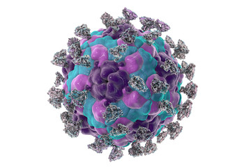 Sticker - Enterovirus with attached integrin molecules, 3D illustration