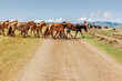 Mongolian horses herded by horseback nomad cross dirt track on steppe in Khovsgol province in northern Mongolia.