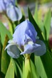 Iris Schwertlilie blüht blau im Frühlingsgarten