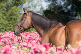 Fototapeta Konie - Portrait of nice brown horse