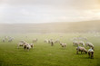 Schafe im Nebel, Cornwall, England 