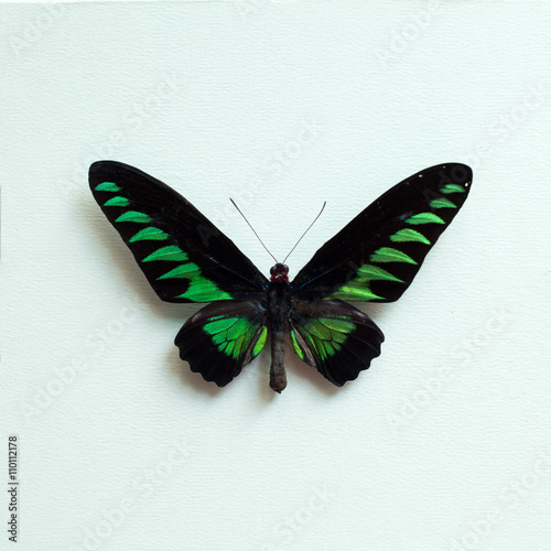 Board z aluminiowym obramowaniem Tropikalny motyl