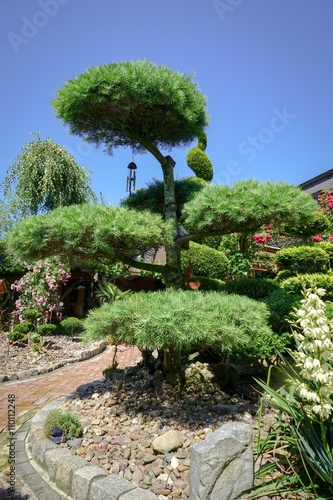 Formgeholze Bonsai Artige Kiefer Im Garten Buy This Stock Photo