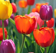 Colorful Spring Tulips