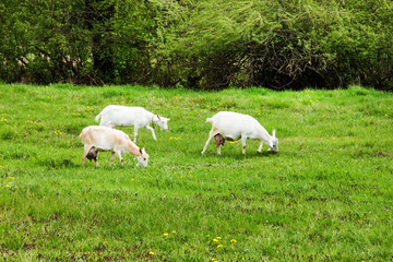 Goats are grazed in a meadow