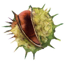 Watercolor Sketch Of A Chestnut On A White Background