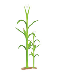 Wall Mural - corn plant vector design