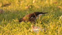 Common Myna Bird Walking On Grass 