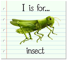 Flashcard Letter I Is For Insect