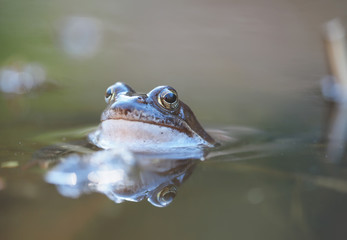 Wall Mural - frog in pond