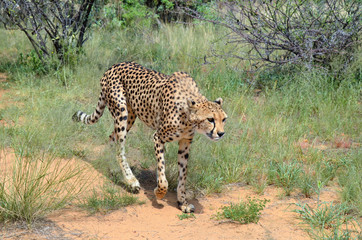 Wall Mural - africa. namibia. cheetah