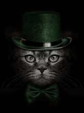 Dark Muzzle Cat  In Green Hat And Tie Butterfly