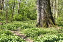Narrow Path Around The Huge Fat Trunk Of And Old Tree And Some Green Plants In The Forest In Spring