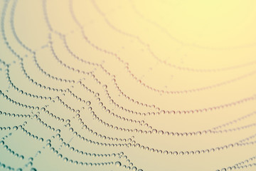 Wall Mural - spider web
