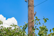 Blackbird Sitting On A Wooden Post