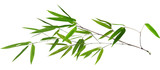illustration with isolated long green bamboo branch
