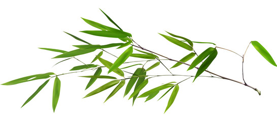 Wall Mural - illustration with isolated long green bamboo branch