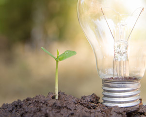 Light bulb glowing in soil as idea or energy concept