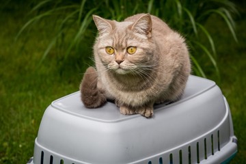 Lovely gray cat sitting on the grass near pet carrier in spring park sniffing fresh air