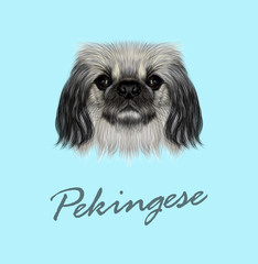 Vector Illustrated portrait of Pekingese dog. Cute fluffy face of Pekingese dog on blue background