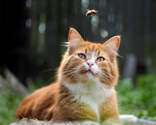 The Cat Is Watching The Flight Of The Bumblebee. Cat Large, Red And Fluffy. Conceptually - Animals Outdoor Recreation. Cat Hunts For Insects. Insect Bites And Allergies In Animals