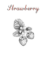 Sketch Strawberry Vector. Strawberry Blossoms Branch Illustratio