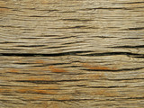 Fototapeta Dmuchawce - Old oak wood from Wendland, Germany, Europe