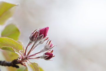 Wall Mural - Apple tree branch with young red flowers. Macro nature concept, spring time in the garden. shallow depth of field, copy space