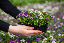 Seedling Holding Close Up Of Pretty Pink, White And Purple Alyssum Flowers,  The Cruciferae Annual Flowering Plant